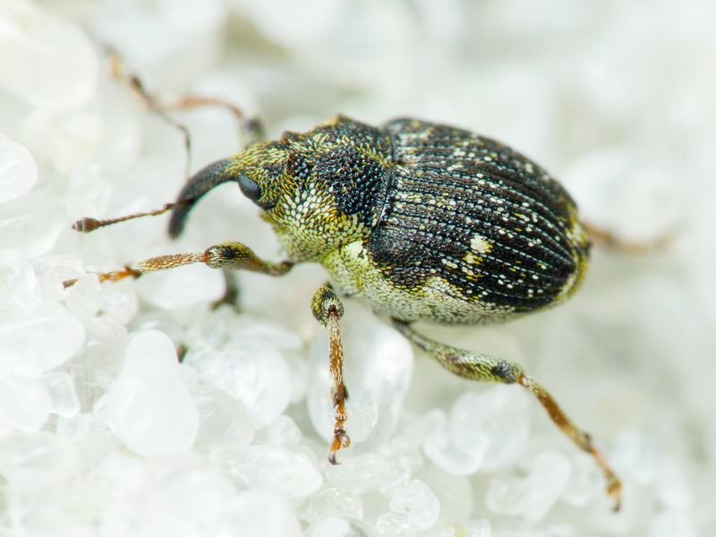 Nedyus quadrimaculatus (Linnaeus, 1758)